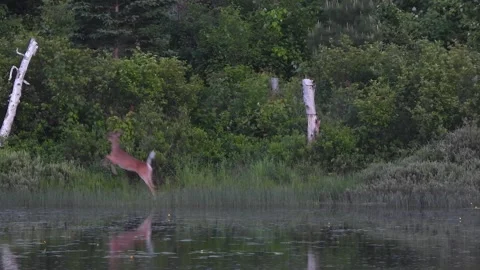 Startled Deer Bursts Into the Forest, Vanishing in Panic Stock Footage 325635235