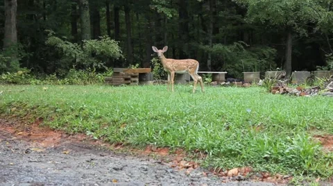 Startled deer Stock Footage 44444968
