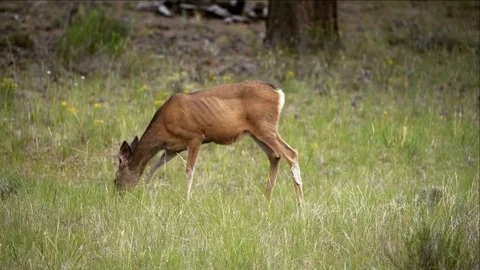 Startled Deer grazing on grass Stock Footage