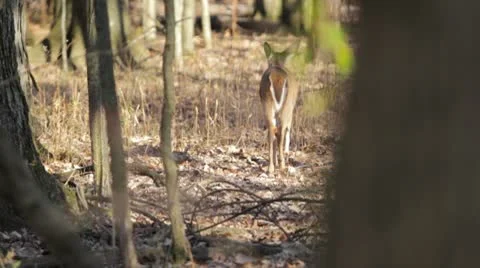 Startled doe runs off 스톡 동영상 8976899