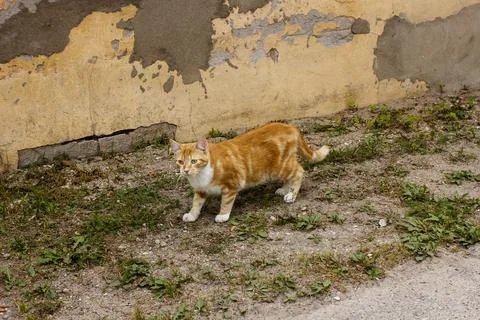 Startled ginger cat in a backyard with a cement-patched wall behind him Foto stock