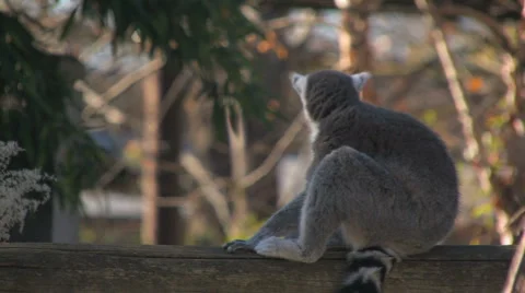 Startled lemur Stock-Footage 1097923