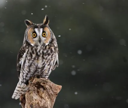 Startled long-eared owl Stock Photos