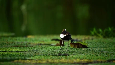 Startled Pheasant-Tailed Jacana Taking Off from a Floating Log Stock Footage 343807146