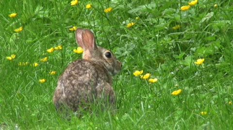 Startled Rabbit Stock Footage