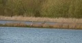 Startled roe deer running over flat water moor pond with forest background 4k or 4k+ Resolution
