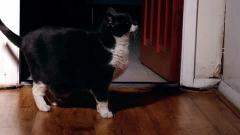 Startled scared cat in door way Stock Footage 220794796