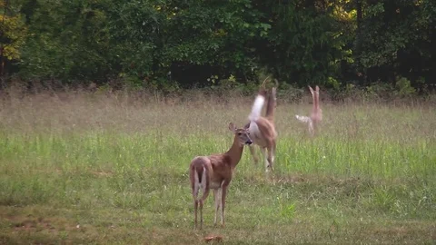 Startled white tail buck doe fawns run away tail high Stock Footage 71279581
