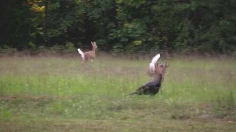 Startled white tail buck doe fawns run away tail high Stock Footage 73103756
