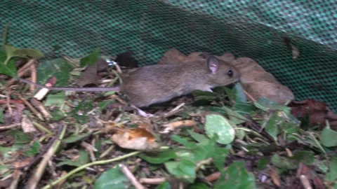 A startled wood mouse (Apodemus sylvaticus) in a leaf bag, looking for a way Stock Footage 346327416