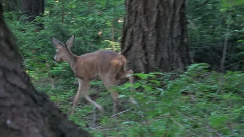 Startled young mule deer running off in a woodland clearing Stock Footage 77920772