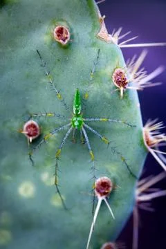 A startling green Lynx Spider awaits prey on a prickly pear cactus pad. Stock Photos