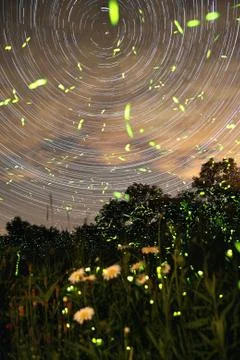 Startrail and fireflies Stock Photos