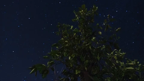 Startrail Tree Nightsky Time Lapse 4K Stock Footage 86665953
