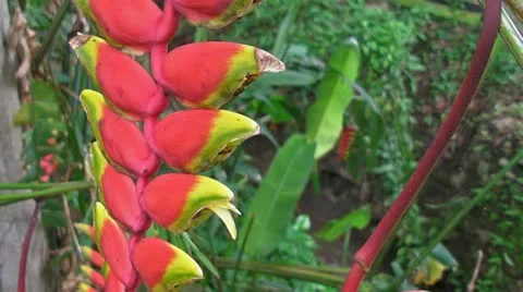 Startrek Plant Life Stock Footage 11286814