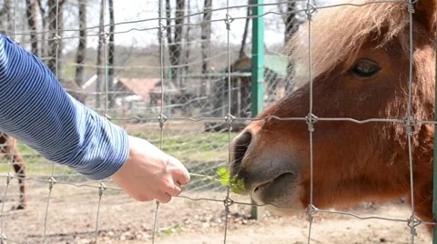 Starved Pony is Fed Stock Footage 46127414