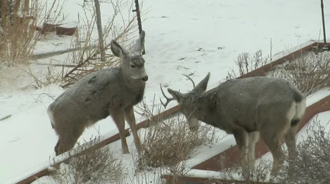 Starving Deer Stock Footage 54742343