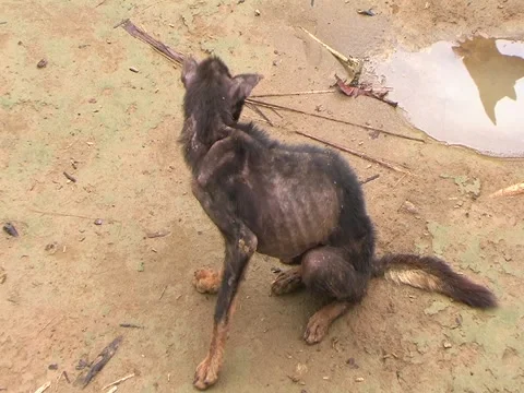 Starving Dog Stock Footage 3542213