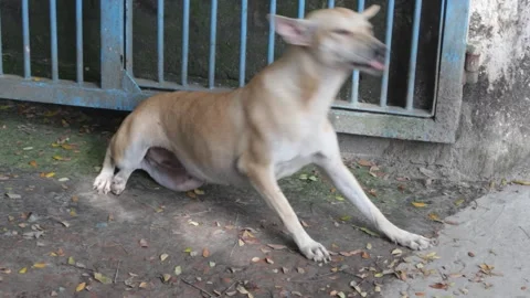 A stary dog is about to stand up 스톡 동영상 140520701