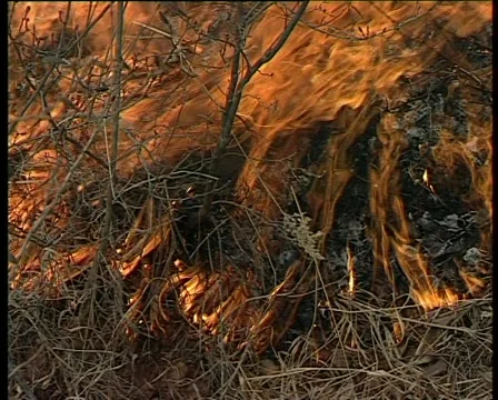 State of emergency in the forest Video stock 1013587