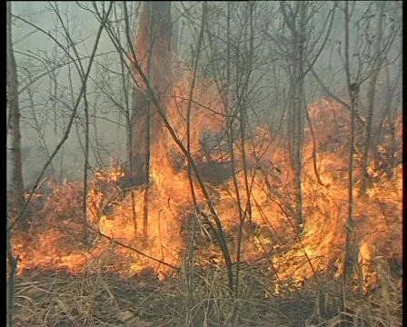 State of emergency in the woods Video stock 1013531