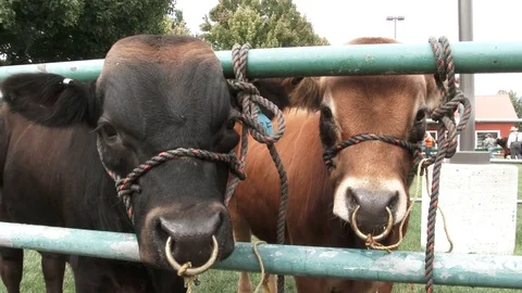 State Fair Cattle Stock Footage 80347951