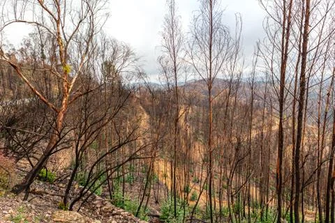 State of forests and valleys after the disaster and fires in Monchique. Portugal Stock Photos