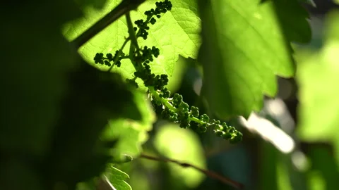 The state of maturation of grapes used in winemaking Stock Footage 241745873