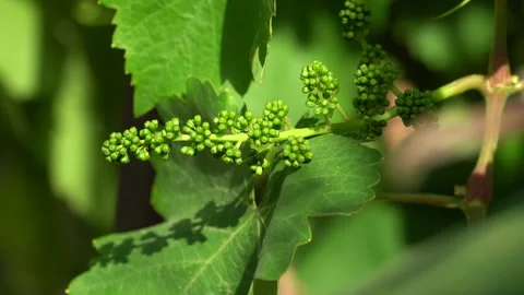 The state of maturation of grapes used in winemaking Stock Footage 241746629