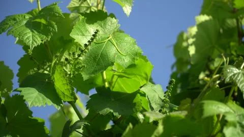 The state of maturation of grapes used in winemaking Stock Footage 241746702