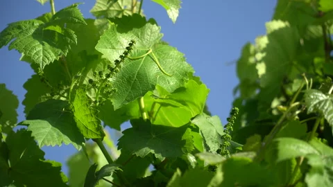The state of maturation of grapes used in winemaking Stock Footage 241747163