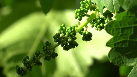 The state of maturation of grapes used in winemaking Stock Footage 241747260