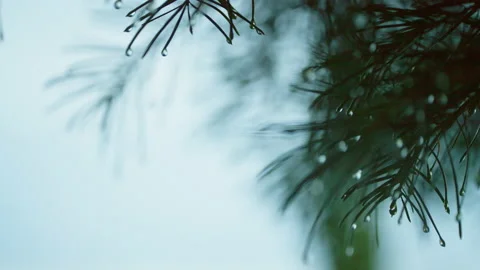 State of nature after the doge with drops on pine branches. Stock Footage 194414013
