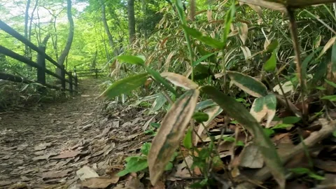 A state of walking on a mountain path Stock Footage 244903810
