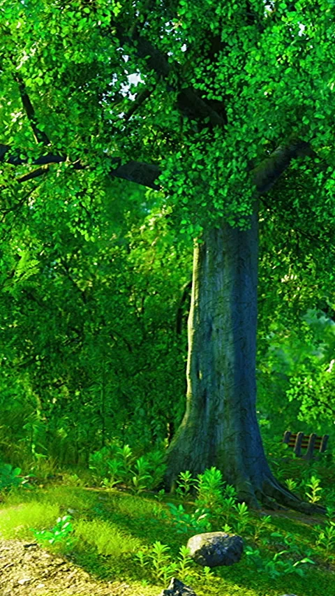 Stately oak tree beside illuminated forest trail emphasizes natural importance Stock Footage 327616332
