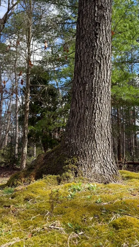 Stately Pine Tree Standing Tall Amongst Lush Forest Moss Stock Footage 268753071