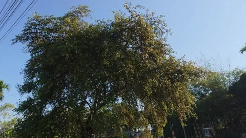 A stately tree, with its lush foliage, extends its branches towards the sky Stock Footage 323099995