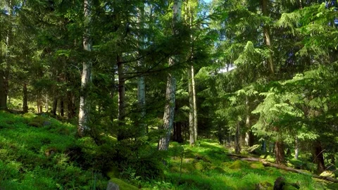 Static 1-minute 4K loop of a lush mixed forest with birch trees, green ferns, Stock Footage 345275515