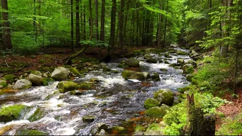 Static 1-minute 4K loop of a fast mountain river flowing through a lush green Stock Footage 345286395