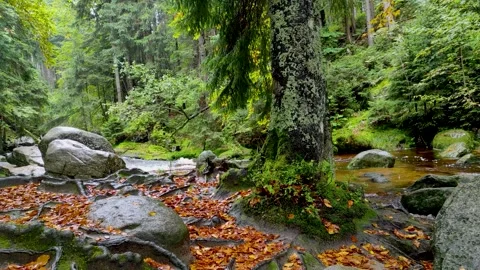 Static 1-minute 4K loop of a calm mountain river in an autumn forest with fal Stock Footage 345311224