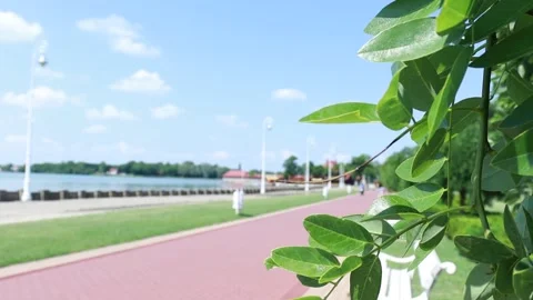 Static 16:9 Shot of Palic Lake Park Walkway with Foreground Foliage Stockbeeldmateriaal 333554265