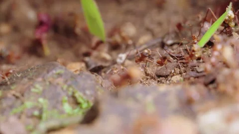 Static 4K Close Up Macro Shot Of Dozens Of Leaf-cutter Ants Crawling Over Dirt Stock Footage 285865026