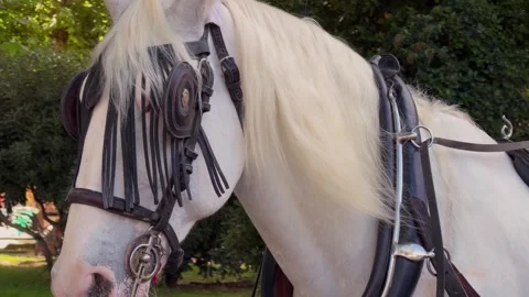 Static 4K close-up of a white horse wearing a traditional harness. Its long Stock Footage 340542612