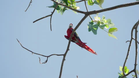 Static 4K Medium Upward Shot Of Two Scarlet Macaws Fighting On A High Branch Stock Footage 285862960