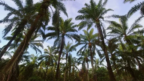 Static abstract iconic timelapse scenic of palm trees against bright blue s.. Vídeos de archivo 274277925