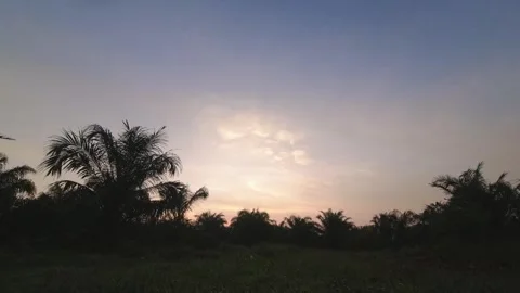 Static abstract iconic timelapse scenic of palm trees against bright blue s.. Stock-Footage 276224700