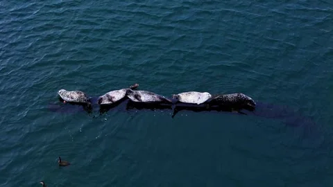 Static Aerial Overhead View of Five Seals Resting on a Wooden Beam in Sea Vídeos de archivo 333958351