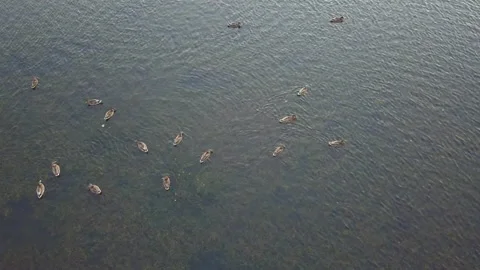Static Aerial Shot Ducks In A Pond Stock Footage 159504540
