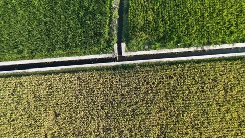 Static aerial top down drone view of irrigation canal dividing green and golden  Vídeo Stock 342092283