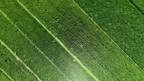 Static aerial top down drone view of lush green rice paddy field. Stock Footage 342844793
